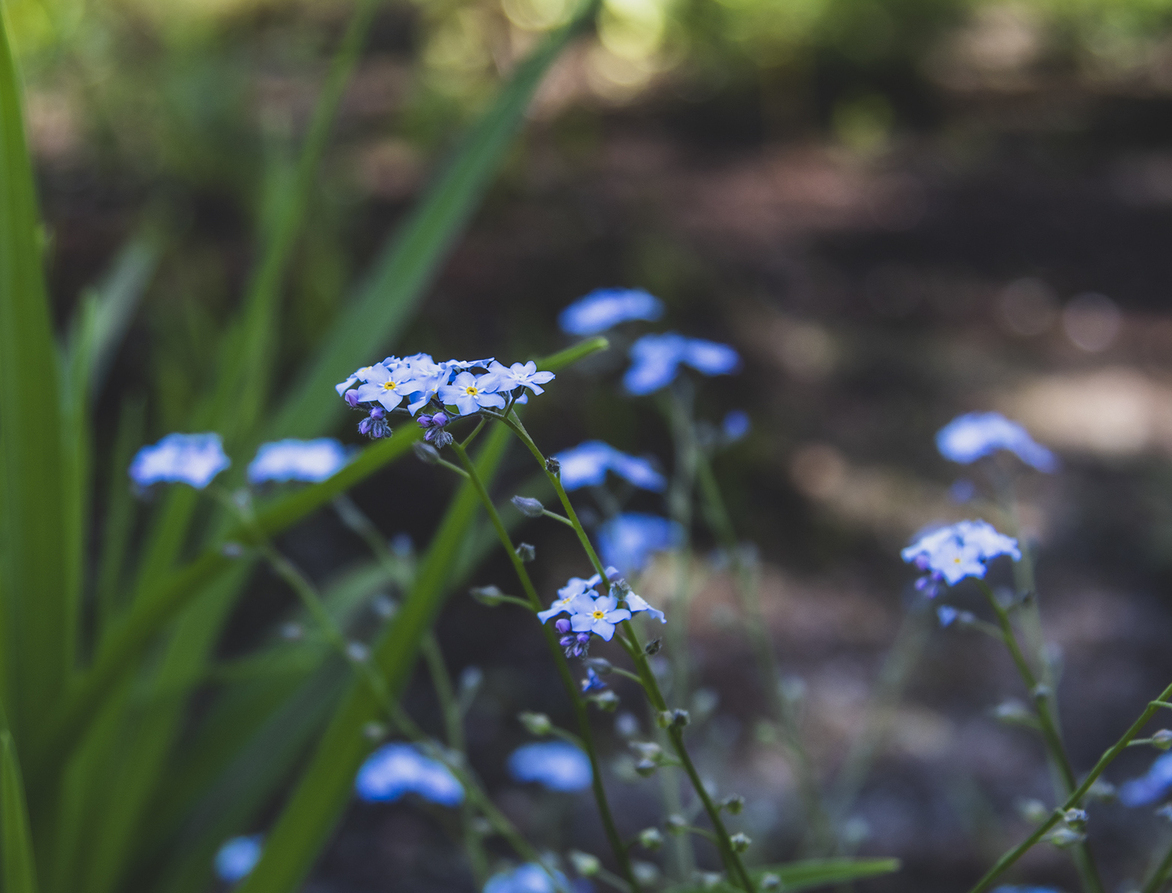 цветы, природа, эстетика обои