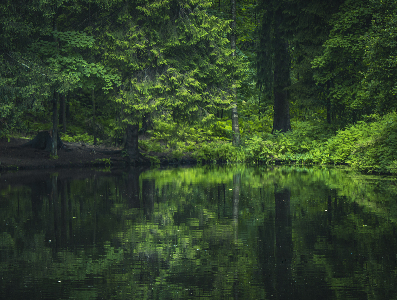 цветы, природа, эстетика обои